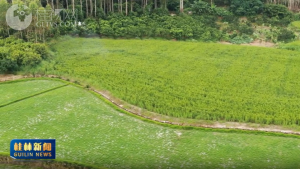 2026��03��17��